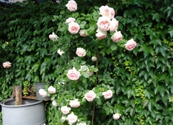 Фото питомника розы Рязанова
