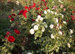 Фото питомника розы Рязанова