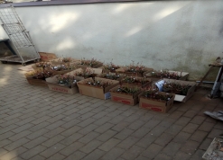 Фото саженцев роз и их упаковка
