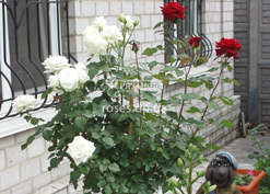 Группа штамбовых роз