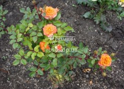 Куст розы Абрикос