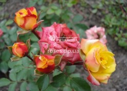 Соцветие розы Бэби Маскарад