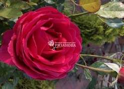 Фото цветка чайно-гибридной розы Биг Парпл
