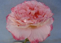 Фото цветка розы Чиппендейл