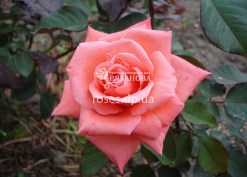 Сорт розы Дольче Вита