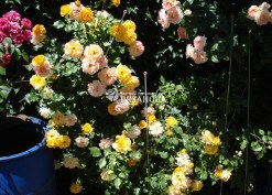 Фото куста парковой розы Сахара