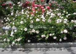 Фото куста плетистой розы Нью Доун