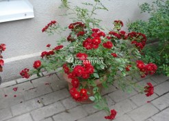 Фото почвопокровной розы Ред Фейри в вазоне