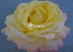 Фото цветка чайно-гибридной розы Глория Дей