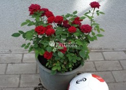 Фото куста розы Ред Маг в вазоне