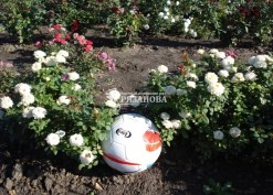 Фото кустов белой бордюрной розы