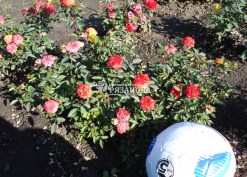 Фото куста бордюрной розы Бэби Маскарад