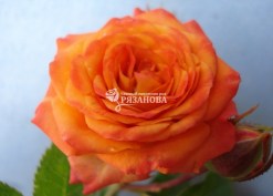 Фото цветка патио роза Оранж Беби