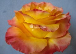 Фото чайно-гибридной розы Оранж Джус