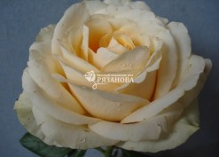 Фото цветка чайно-гибридной розы Пич Аваланч