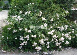 Цветение плетистой розы Нью Доун