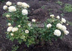 Фото куста белой бордюрной розы