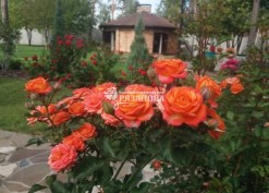 Фото цветения розы Оранж Беби