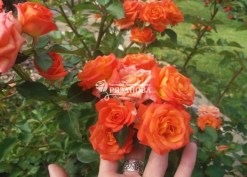 Фото соцветие розы Оранж Беби
