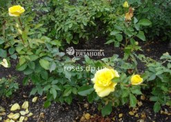 Куст розы Фрезия
