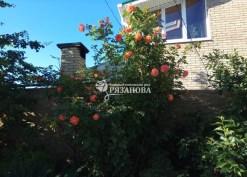 Фото цветение куста парковой розы Вестерленд