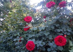 Фото цветия розы Симпати