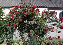 Фото кустов плетистой розы Симпати