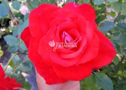 Цветок плетистой роза Оранж Аполло
