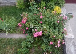 Фото куста почвопокровной розы Пинк Свани