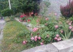 Фото куста почвопокровной розы Пинк Свани на клумбе