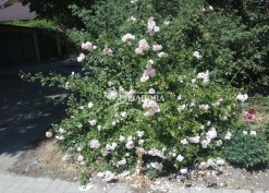 Фото куста розы Нью Доун
