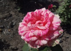 Фото цветка розы Пинк Интуишн