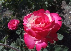 Фото цветка чайно-гибридной розы Сатин