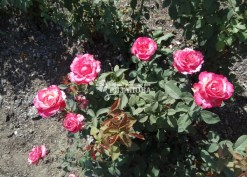 Фото куста чайно-гибридной розы Сатин