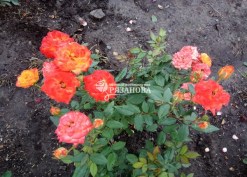 Куст бордюрной розы Бэби Маскарад