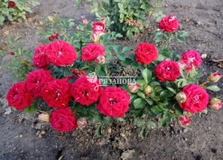 Фото куста спрей-розы Руби Стар