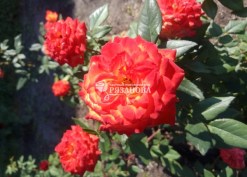 Фото соцветия патио розы Румба