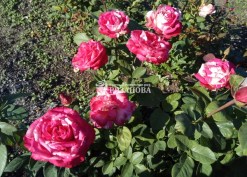 Фото куста розы Сатин