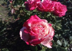 Фото цветков розы Сатин