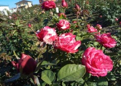 Фото кустов чайно-гибридной розы Сатин