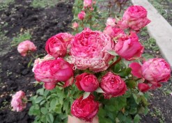 Фото соцветия роза Сирень