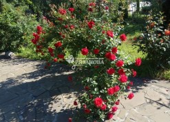 Фото цветения соцветия плетистой розы Симпати