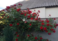 Фото цветения плетистой розы Симпати