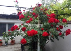 Фото куща троянди Сімпаті