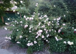 Фото куста розы Нью Доун