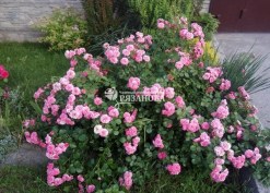 Куст почвопокровной розы Пинк Свани