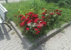 Фото цветения патио розы Торнадо на клумбе