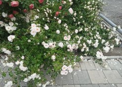 Фото цветения кустов розы Нью Доун