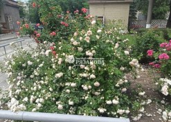 Фото цветения кустов плетистой розы Нью Доун