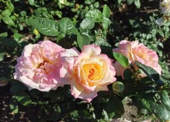 Фото соцветия розы Глория Дей